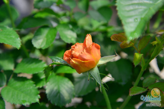 Pumpkin Patch - Weeks Rose