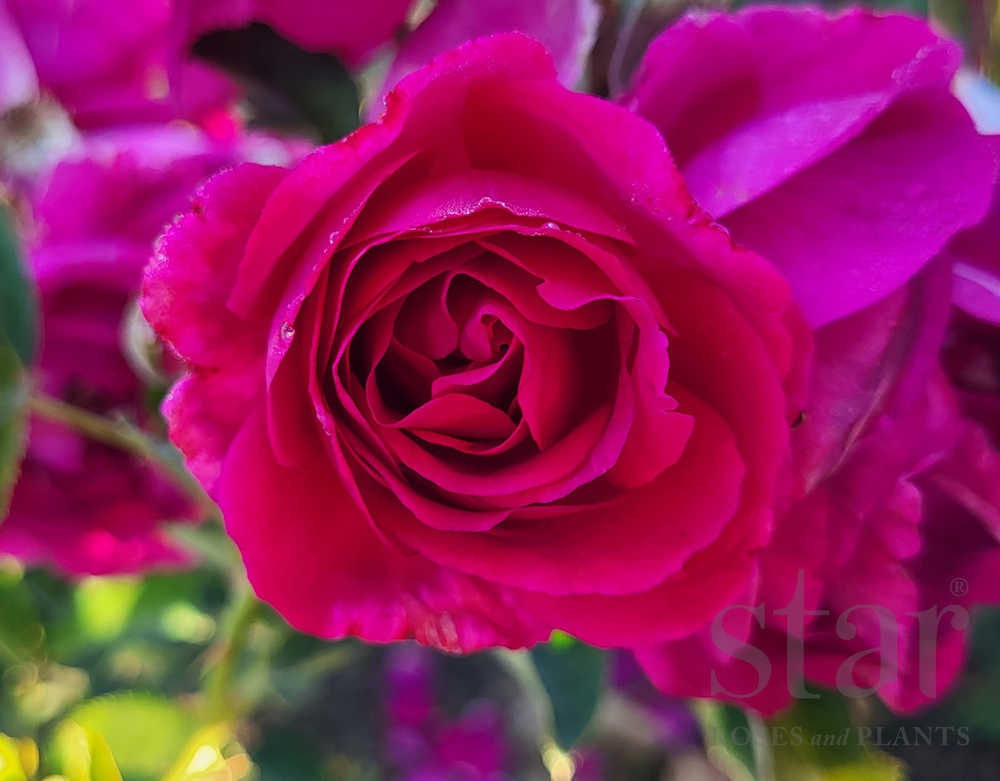 Purple Aura - Star Roses and Plants