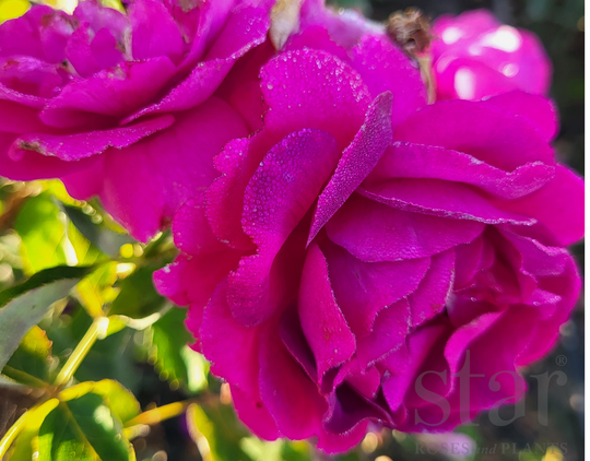 Purple Aura - Star Roses and Plants