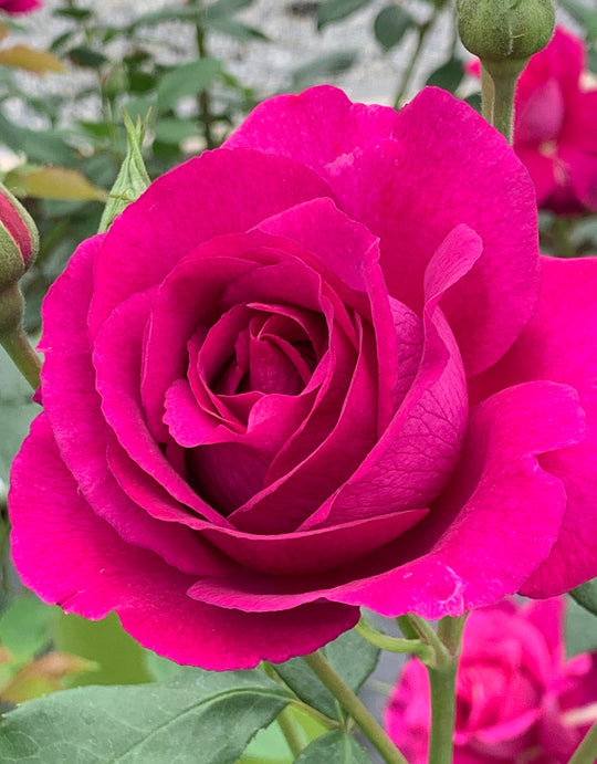 Purple Aura - Star Roses and Plants