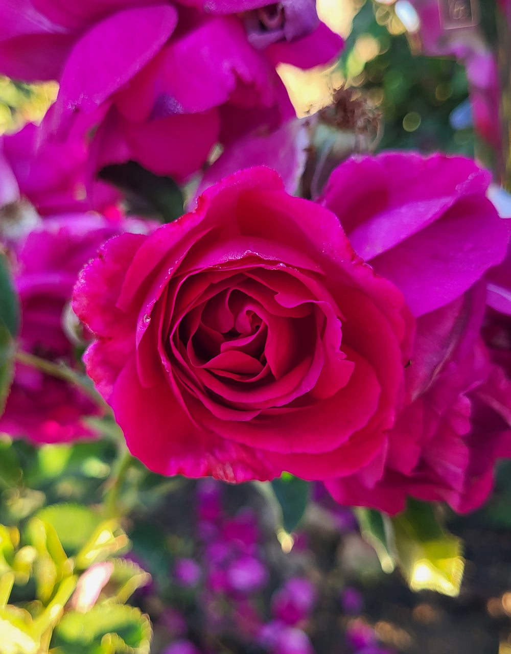 Purple Aura - Star Roses and Plants