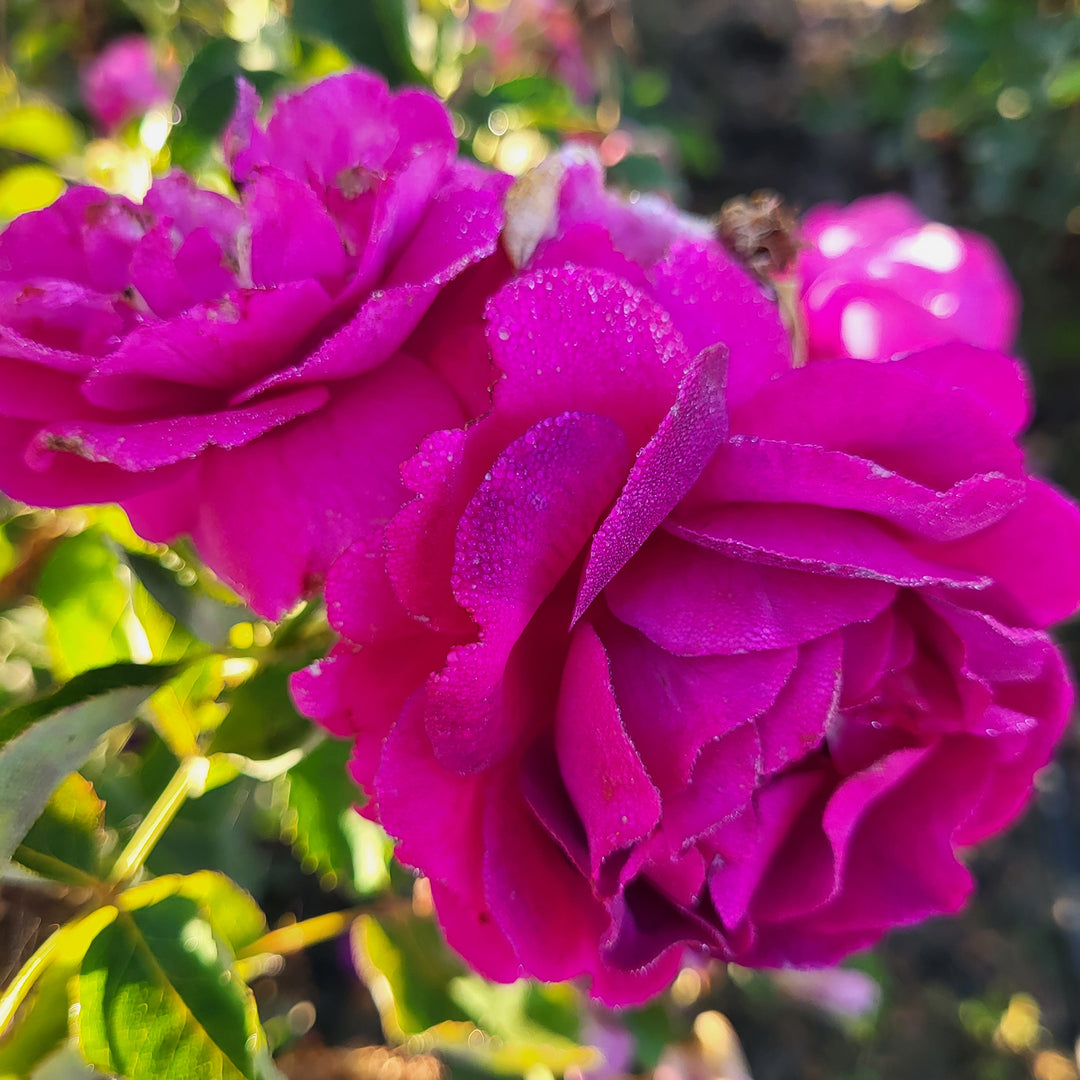 Purple Aura - Star Roses and Plants