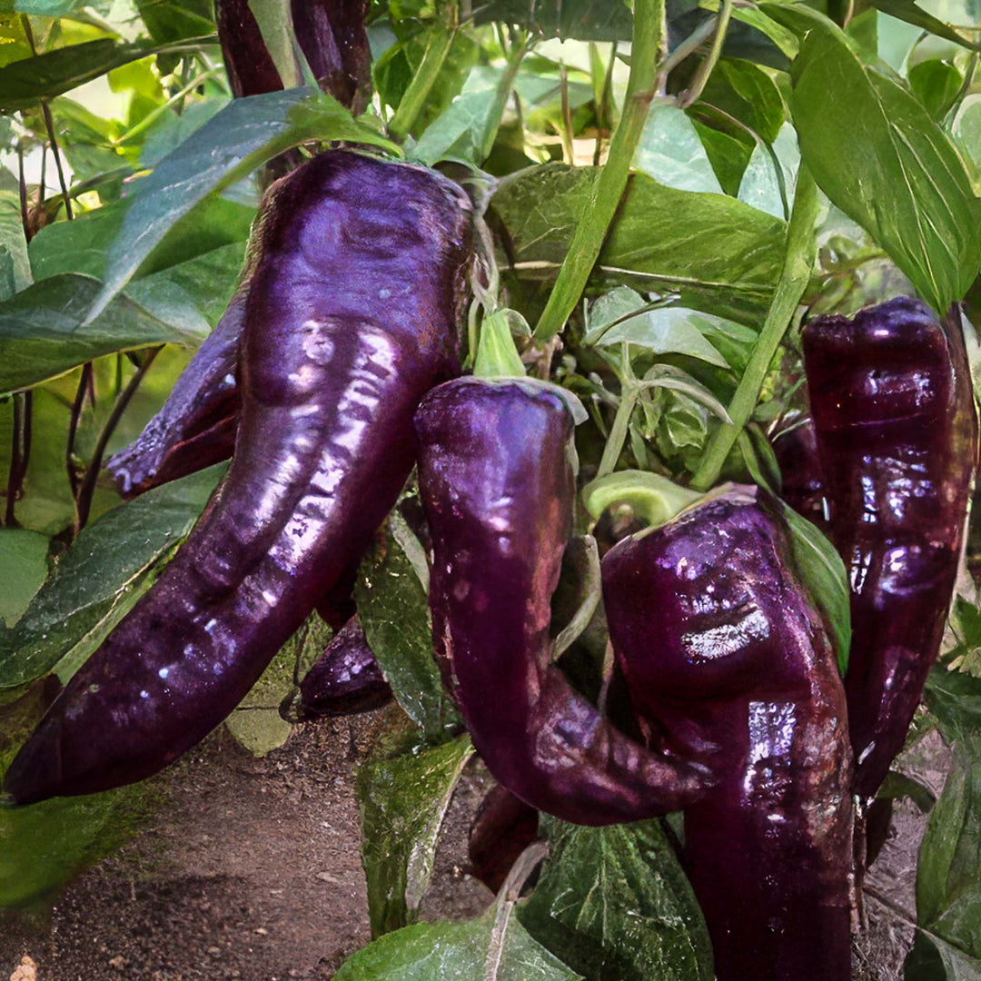 Pepper Purple Marconi - Salt Spring Seeds