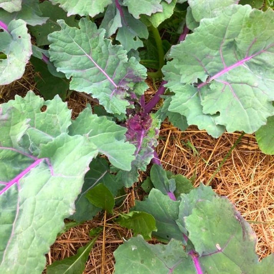 Organic Kale Purple Soft Leaf - Metchosin Farm Seeds