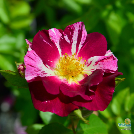 Purple Splash - Weeks Rose