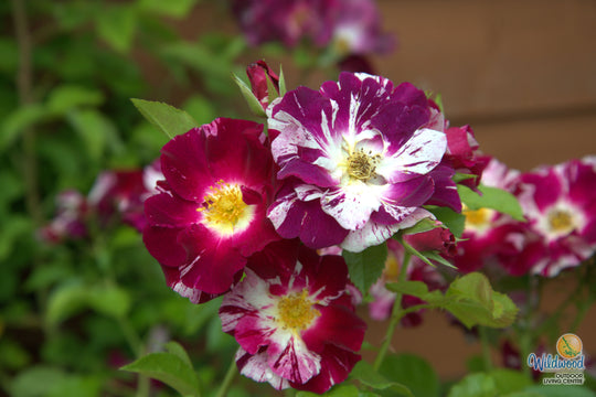 Purple Splash - Weeks Rose