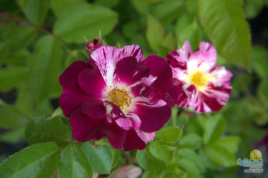 Purple Splash - Weeks Rose