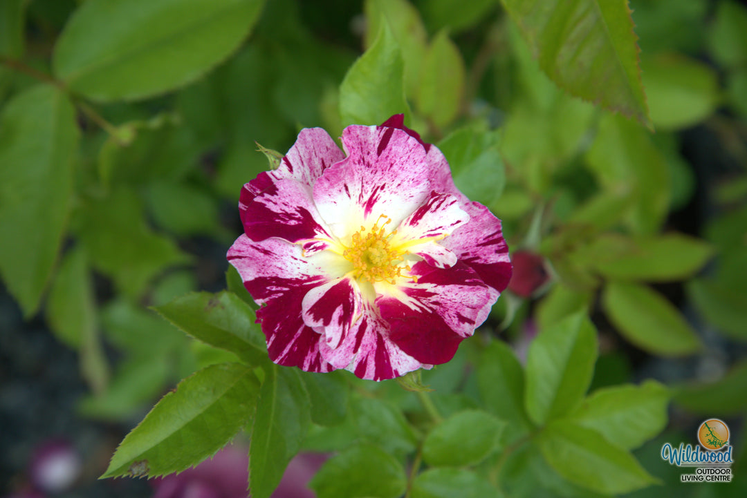 Purple Splash - Weeks Rose