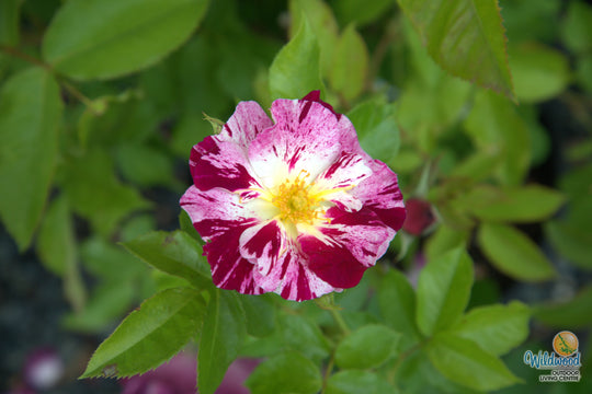 Purple Splash - Weeks Rose