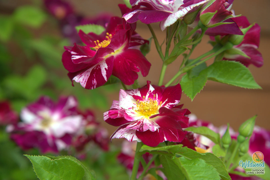 Purple Splash - Weeks Rose
