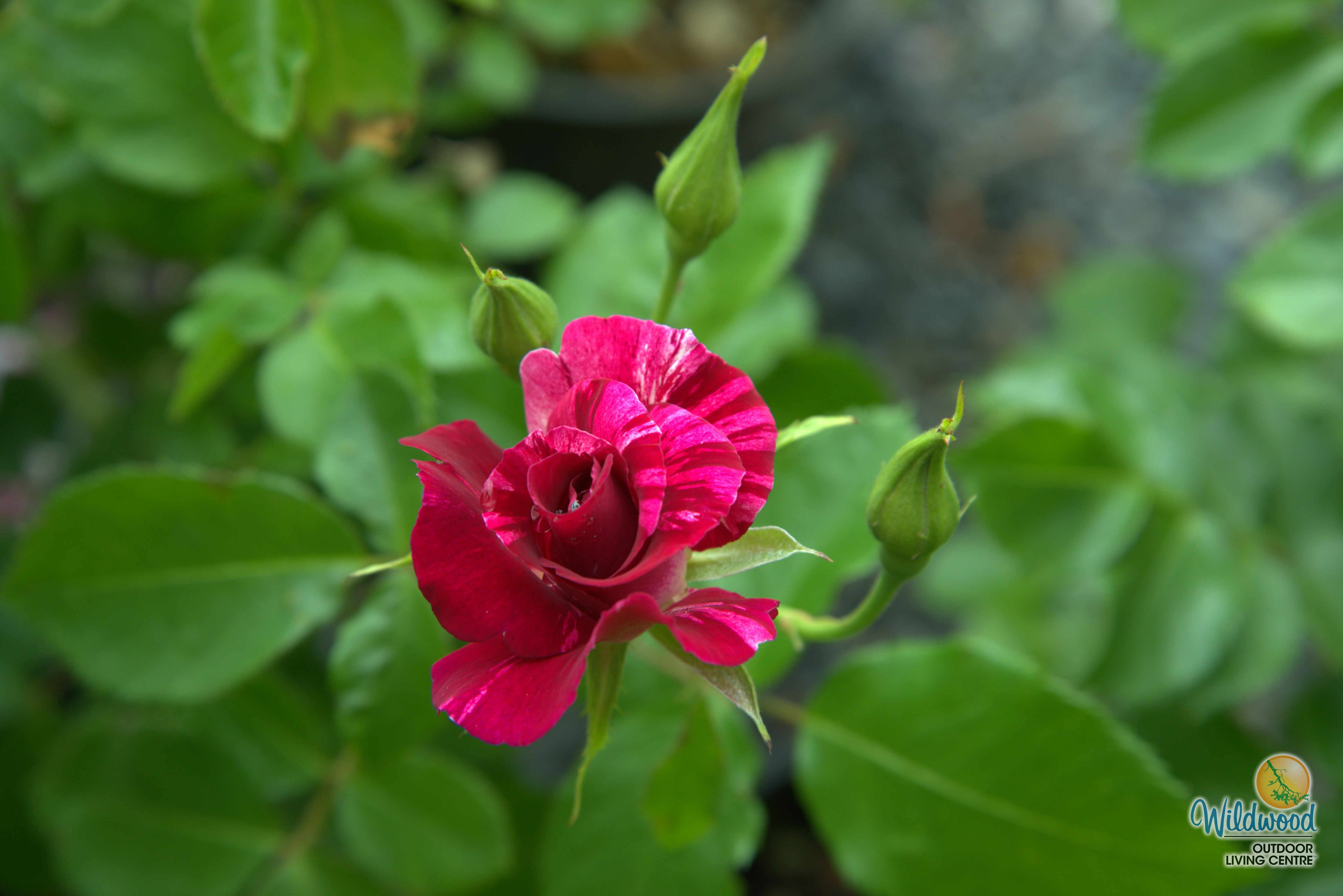 Purple Splash | Climbing Rose | Weeks Rose – Wildwood Outdoor Living