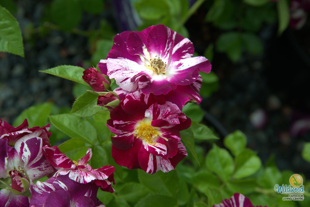 Purple Splash - Weeks Rose