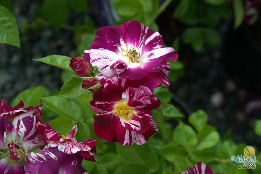 Purple Splash - Weeks Rose