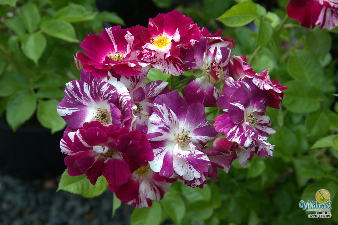 Purple Splash - Weeks Rose