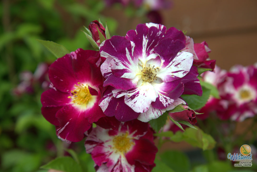 Purple Splash - Weeks Rose