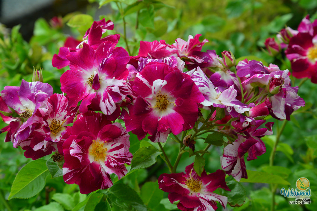 Purple Splash - Weeks Rose