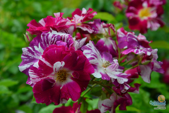 Purple Splash - Weeks Rose