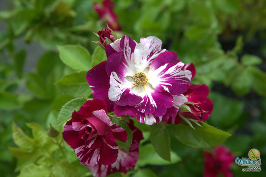 Purple Splash - Weeks Rose