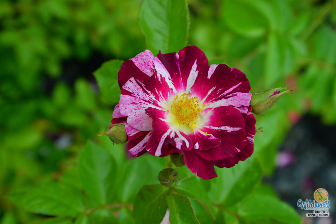 Purple Splash - Weeks Rose