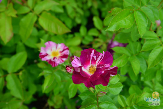 Purple Splash - Weeks Rose