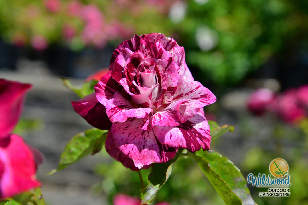 Purple Tiger - Weeks Rose