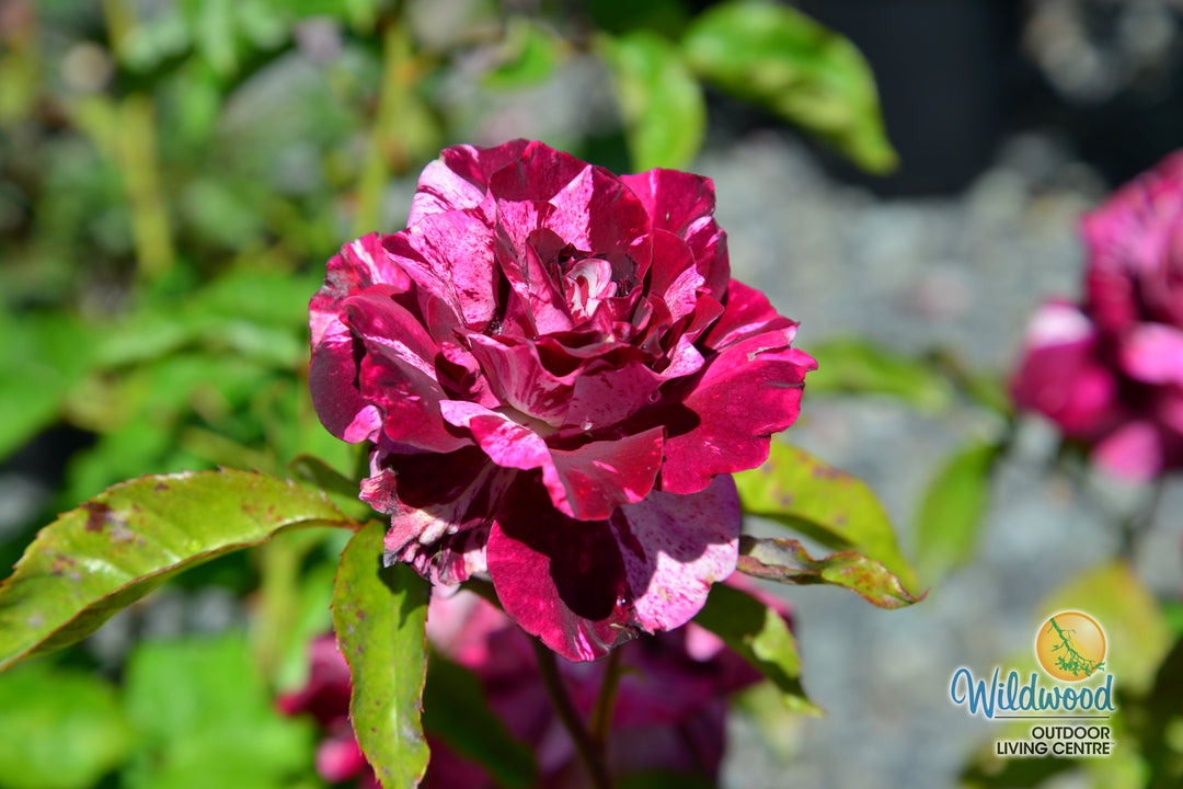 Purple Tiger - Weeks Rose