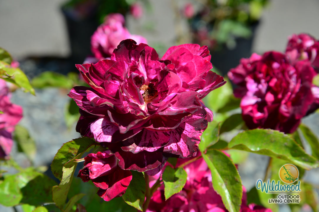 Purple Tiger - Weeks Rose