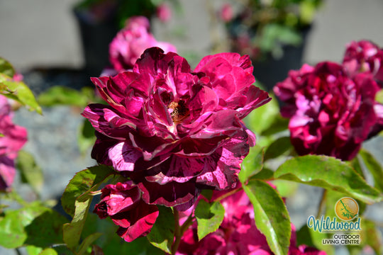 Purple Tiger - Weeks Rose