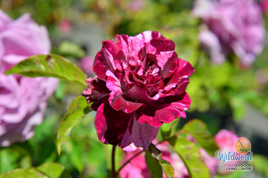 Purple Tiger - Weeks Rose