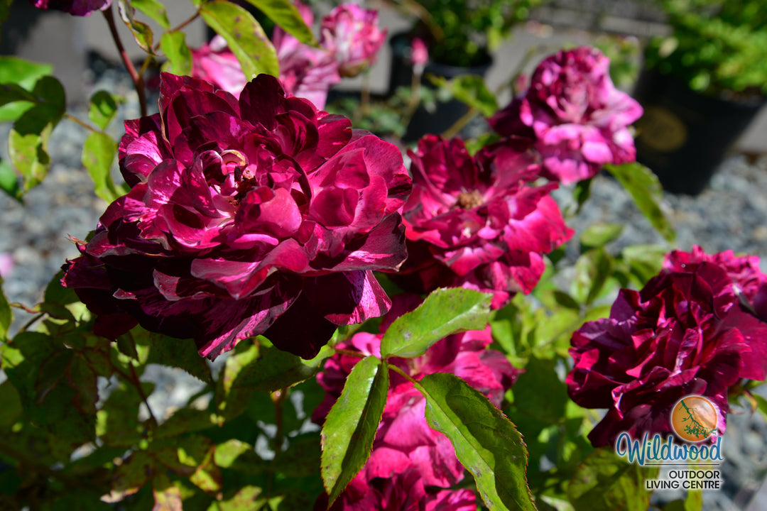 Purple Tiger - Weeks Rose