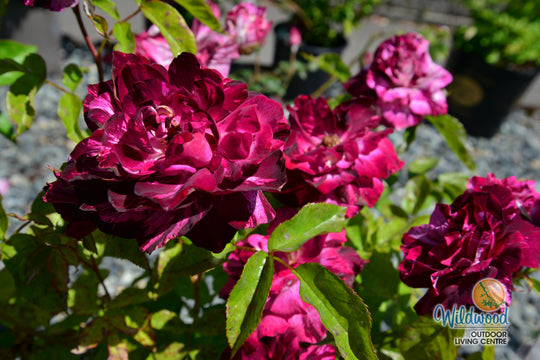 Purple Tiger - Weeks Rose