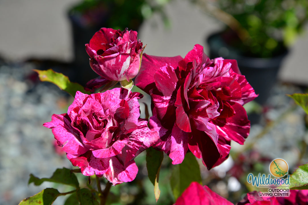Purple Tiger - Weeks Rose