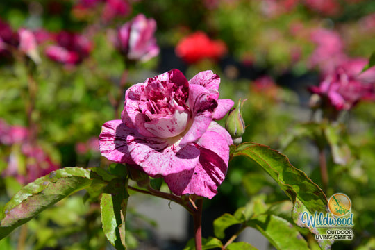Purple Tiger - Weeks Rose