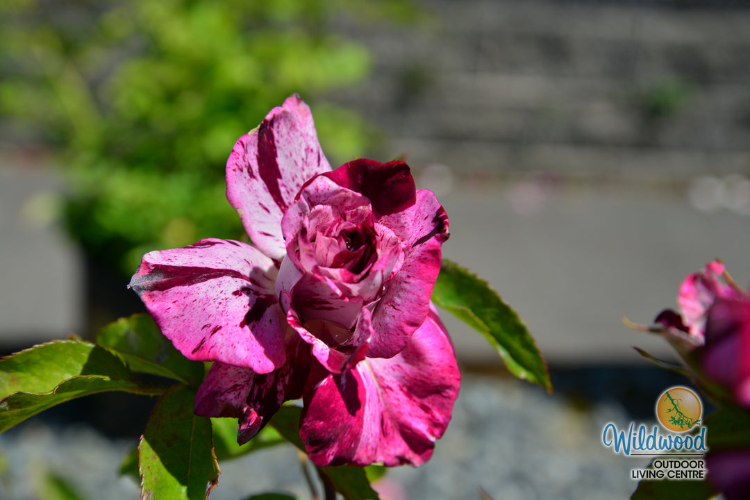 Purple Tiger - Weeks Rose