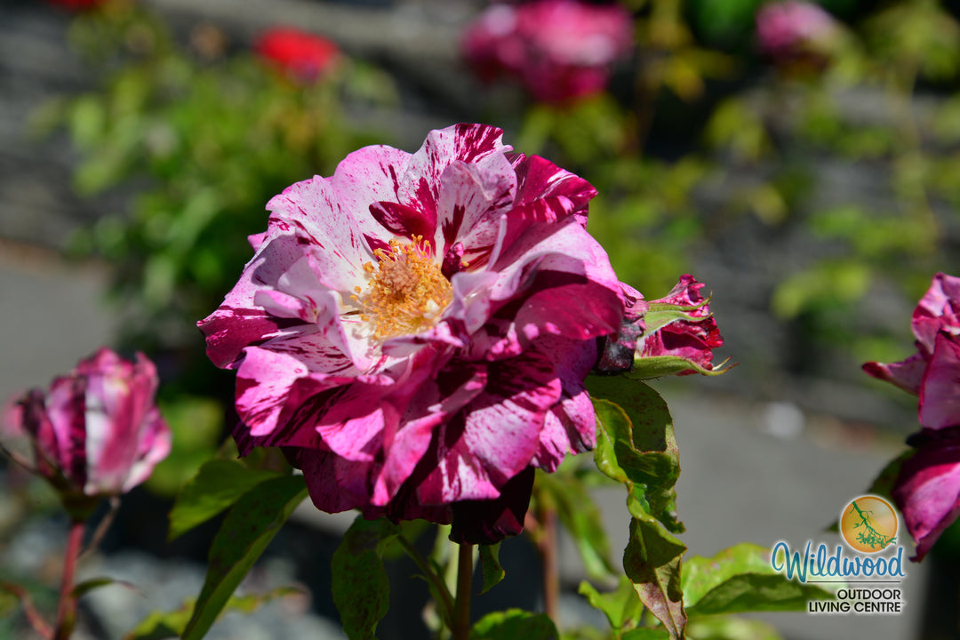 Purple Tiger - Weeks Rose