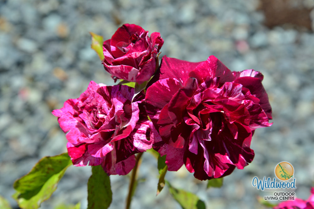 Purple Tiger - Weeks Rose