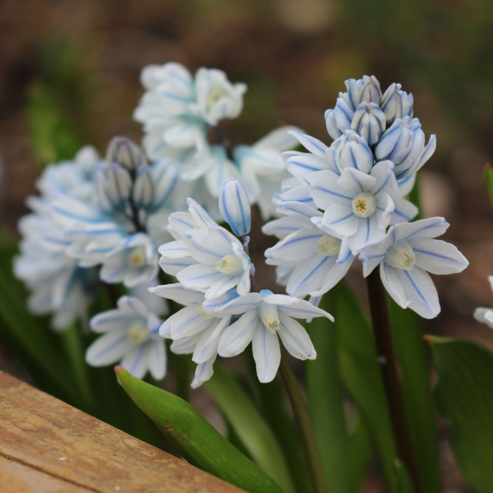 Puschkinia - Striped Squill - Libanotica, 20 Pack