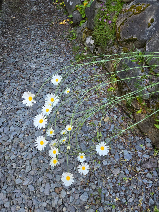 Daisy Pyrethrum - Eagleridge Seeds