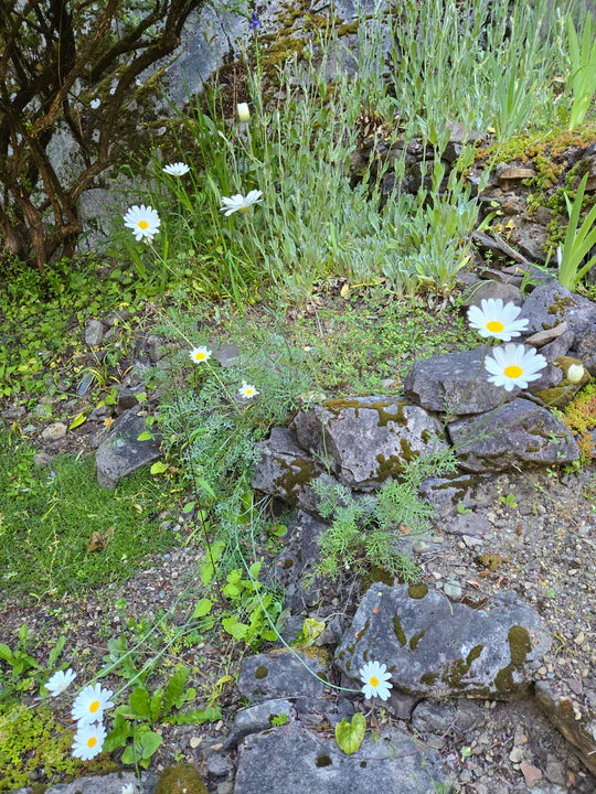 Daisy Pyrethrum - Eagleridge Seeds