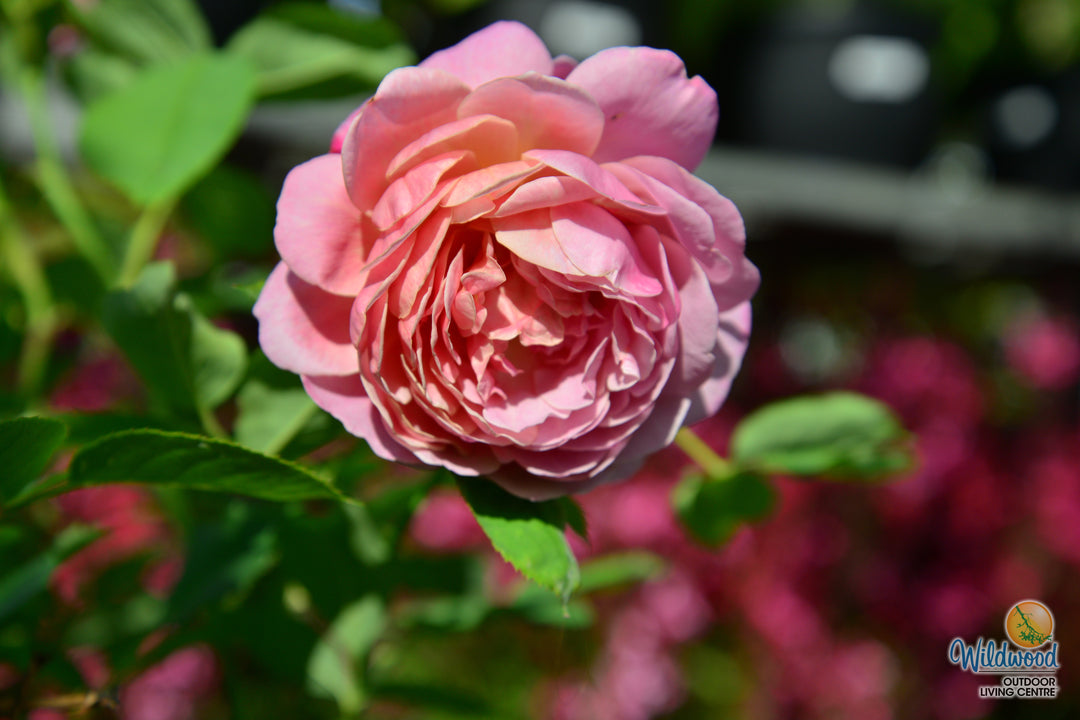 Queen of Elegance - Weeks Rose