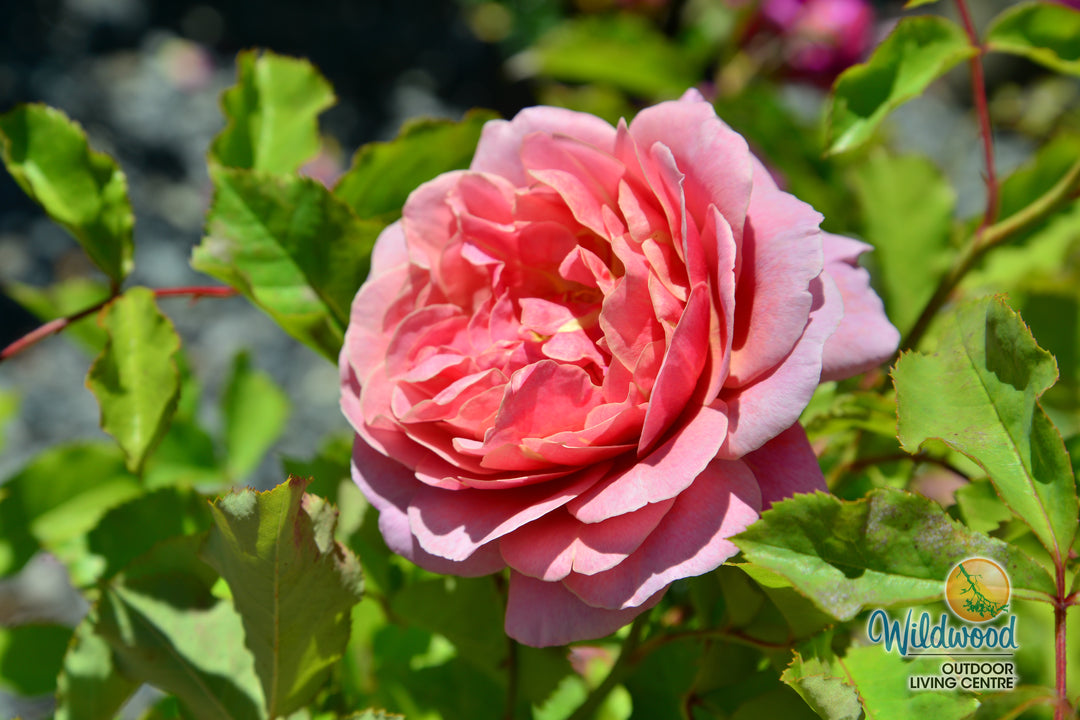 Queen of Elegance - Weeks Rose