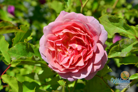 Queen of Elegance - Weeks Rose