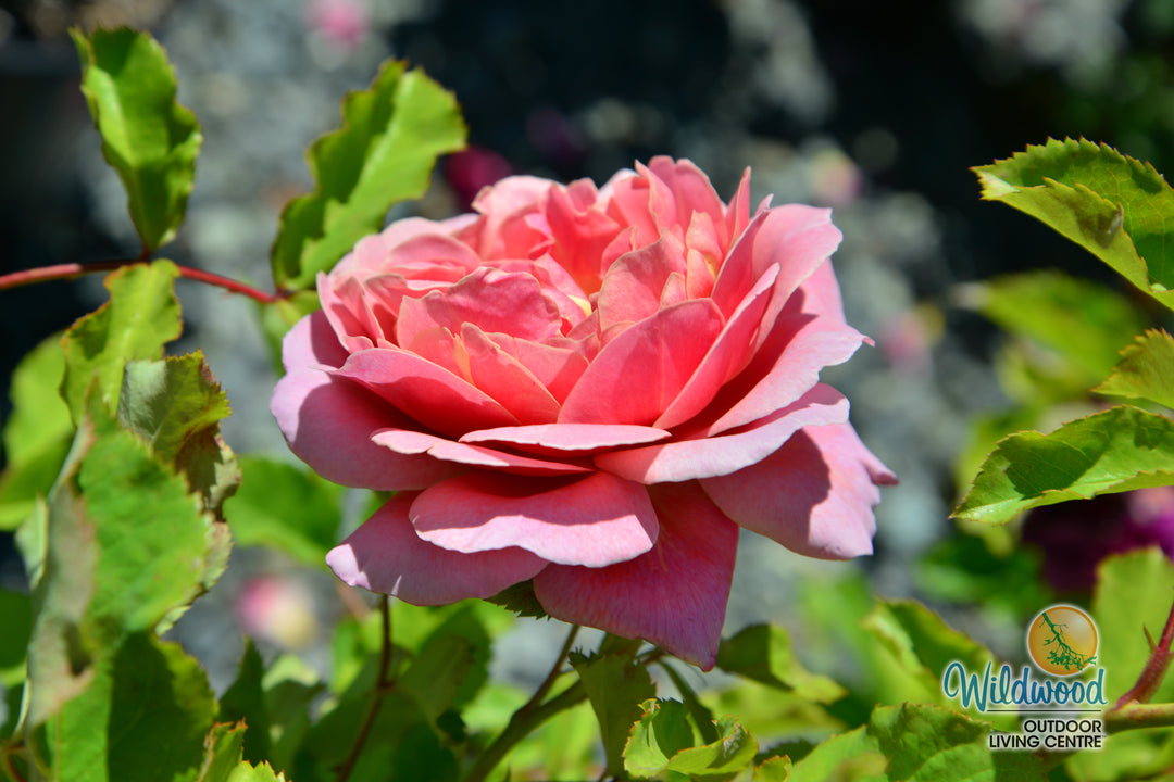 Queen of Elegance - Weeks Rose