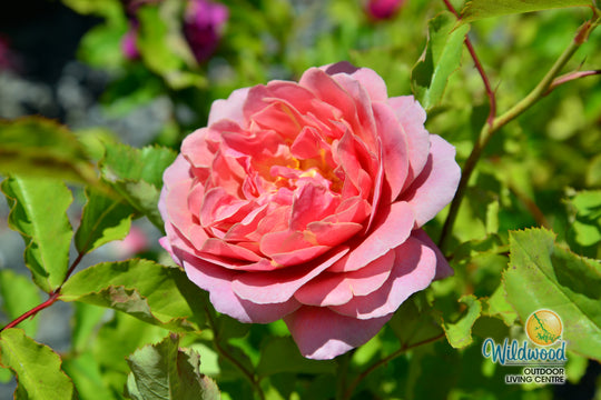 Queen of Elegance - Weeks Rose