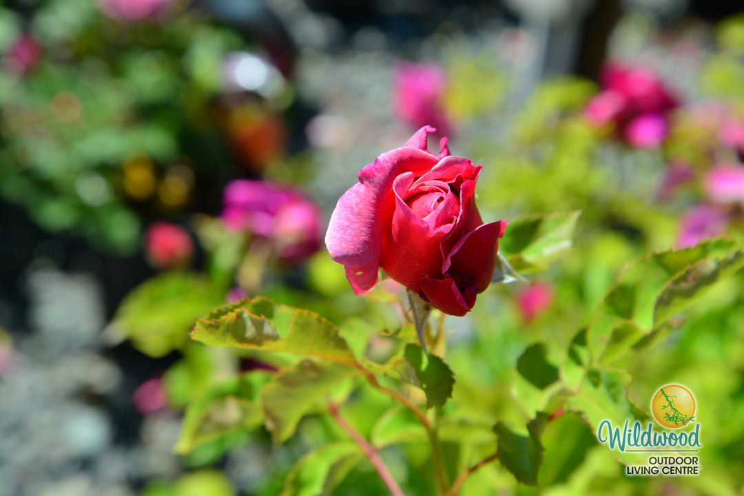 Queen of Elegance - Weeks Rose