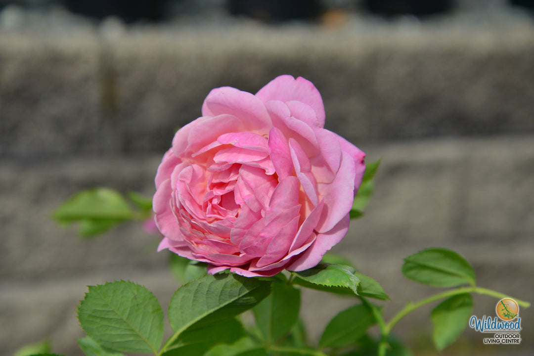 Queen of Elegance - Weeks Rose