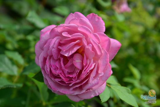 Queen of Elegance - Weeks Rose