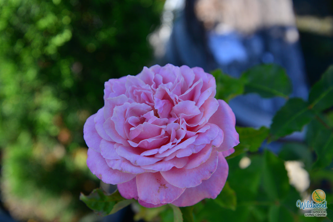 Queen of Elegance - Weeks Rose
