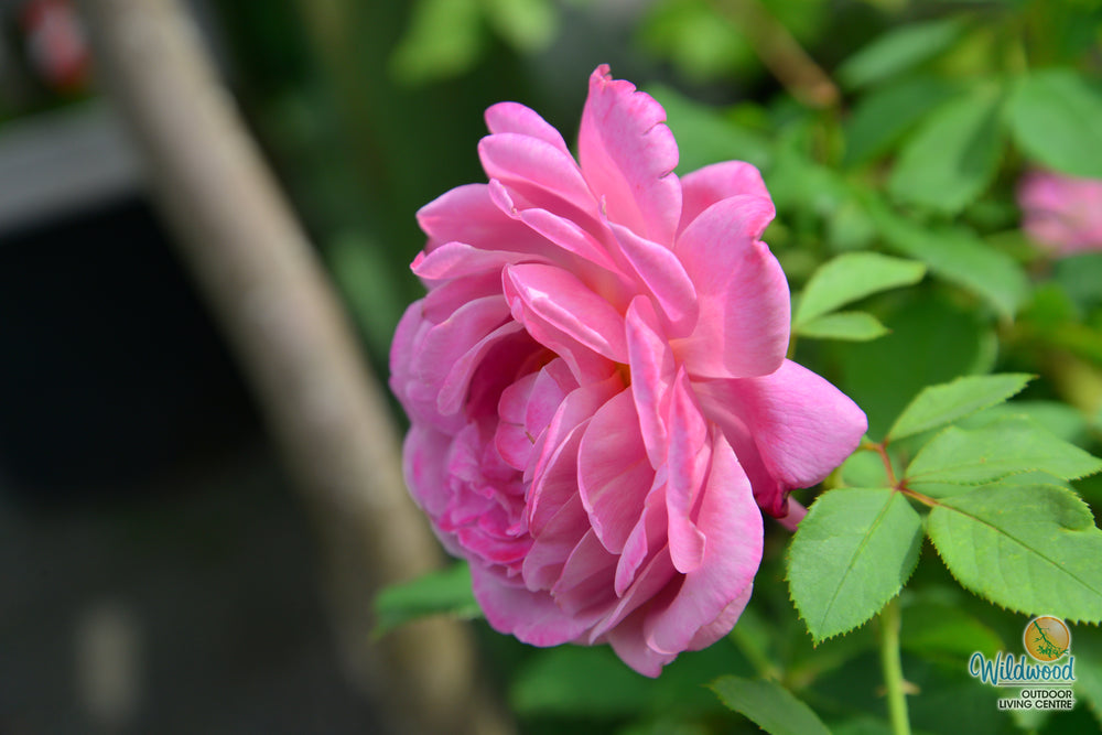 Queen of Elegance - Weeks Rose