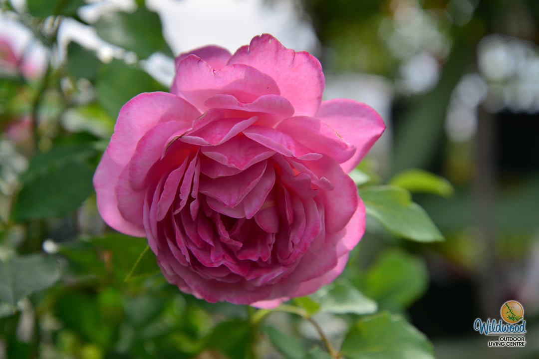 Queen of Elegance - Weeks Rose